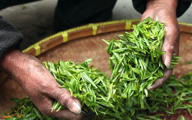 10 کشور تولید کننده چای در جهان را بشناسید