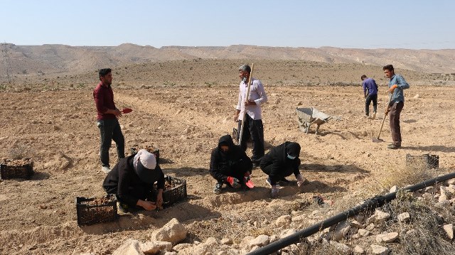 آغاز کشت زمینی زعفران در مزرعه تحقیقاتی دانشگاه آزاد اسلامی اوز(به نقل از آنا)